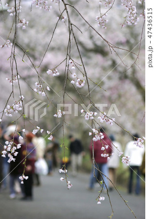 徳佐八幡宮の桜 山口県山口市 徳佐八幡宮の桜 山口県山口市 47436515