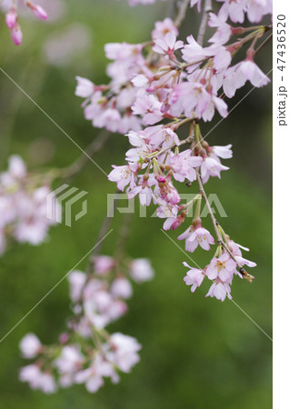 徳佐八幡宮の桜　山口県山口市 47436520