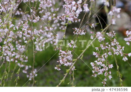 徳佐八幡宮の桜　山口県山口市 47436596