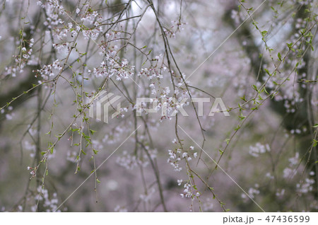 徳佐八幡宮の桜 山口県山口市 徳佐八幡宮の桜 山口県山口市 47436599