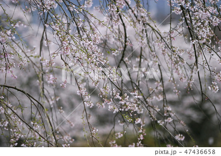 徳佐八幡宮の桜　山口県山口市 47436658