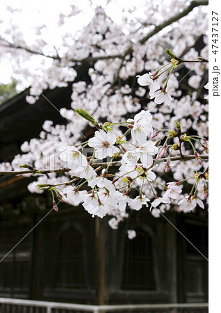 功山寺の桜 47437127