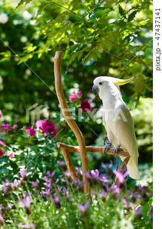 Birds 鳥 オウム インコ 白 ペット 白い鳥 庭 春 季節の写真素材