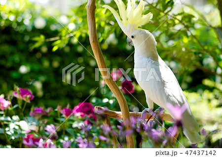 Birds 鳥 オウム インコ 白 庭 ガーデニング 花 季節 白い鳥 ペットの写真素材