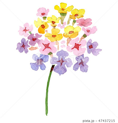Pink yellow lantana floral botanical flower. Watercolor background set. Isolated lantana 47437215