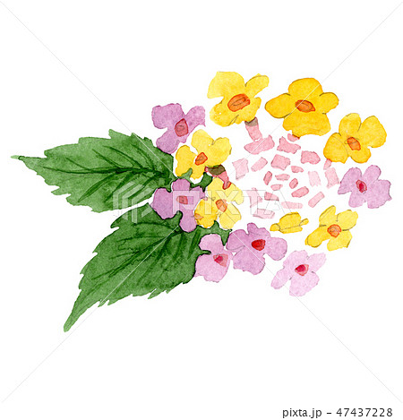 Lantana (lower product) - Stock Illustration [14730653] - PIXTA