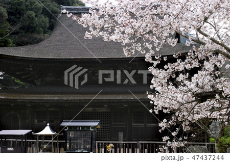 功山寺の桜 47437244