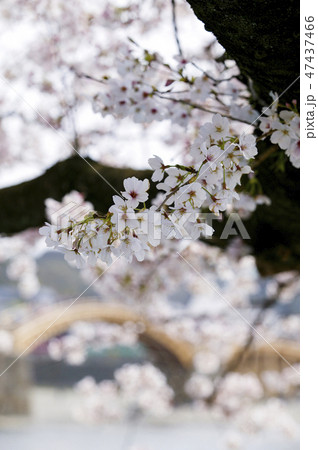 錦帯橋の桜 47437466