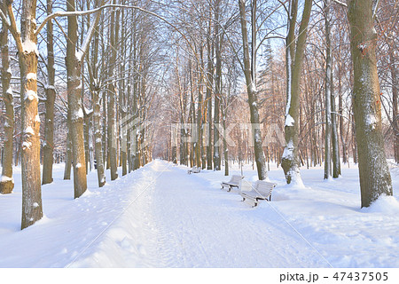 Park alley at winter. 47437505