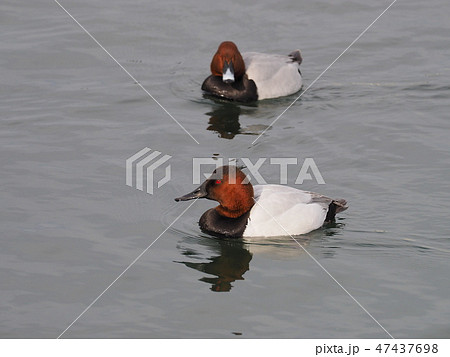 オオホシハジロ オオホシハジロ 47437698