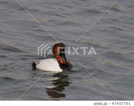 オオホシハジロ 47437701