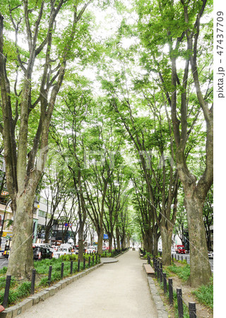 宮城 宮城 47437709