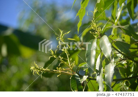 Branches and leaves of the mango tree. 47437751
