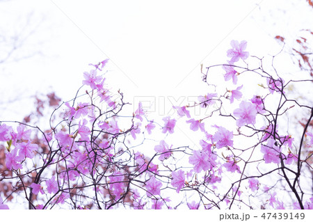 韓国の花 47439149