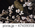 早春の桜 47439358