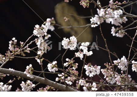 早春の桜 47439358