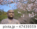 上人と桜 47439359