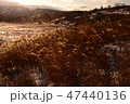 八島湿原 47440136