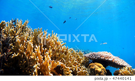 沖縄　渡嘉敷島の渡嘉志久ビーチ　水中写真 47440141