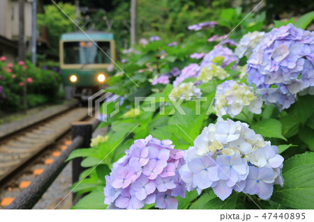 鎌倉 御霊神社 鎌倉 御霊神社 47440895