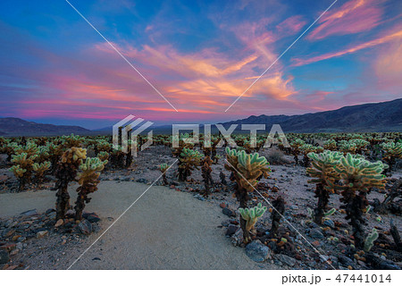 Cholla Cactus Garden in Joshua Tree National Park at sunset Cholla Cactus Garden in Joshua Tree National Park at sunset 47441014