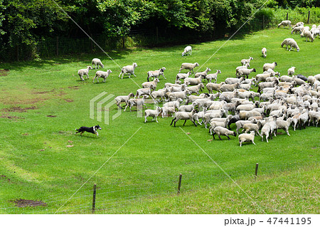 千葉県 羊飼いのお仕事 牧羊犬と羊の群れの写真素材