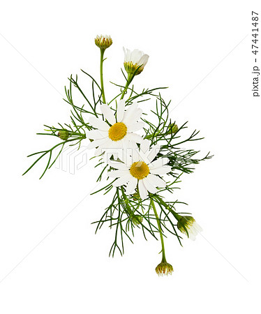 Daisy flowers arrangement Daisy flowers arrangement 47441487