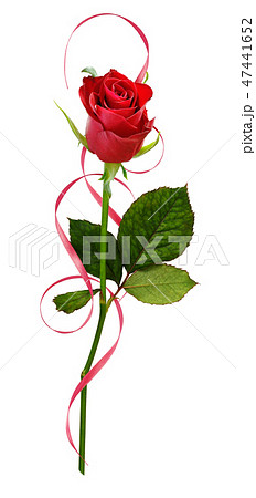 Closeup of red rose flower and curled satin ribbon 47441652