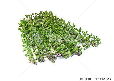 ほじそ 穂紫蘇 の写真素材