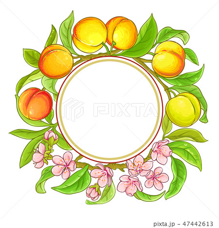 peach vector frame 47442613