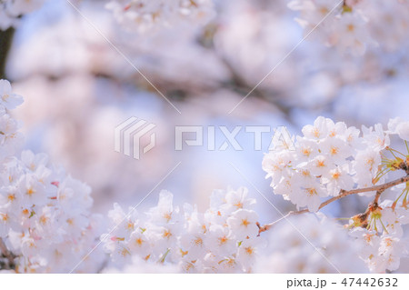 桜 桜 47442632