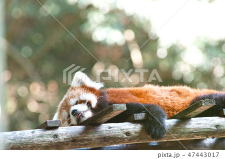 レッサーパンダ レッサーパンダ 47443017