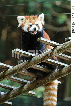 レッサーパンダ レッサーパンダ 47443019