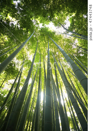竹林 47443748