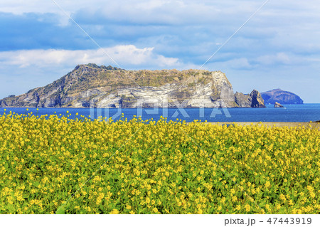西帰浦市 済州島 菜の花 47443919