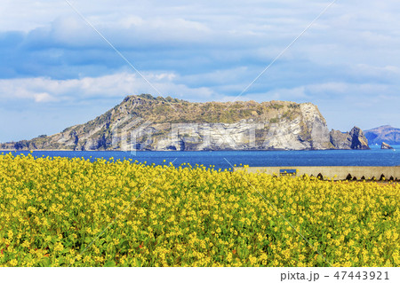 西帰浦市 済州島 菜の花 47443921