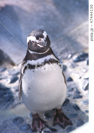 ペンギン ペンギン 47444130
