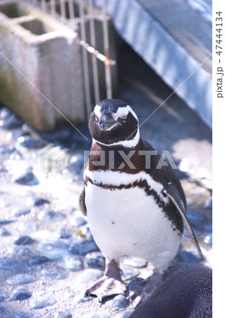 ペンギン ペンギン 47444134