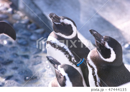 ペンギン ペンギン 47444135