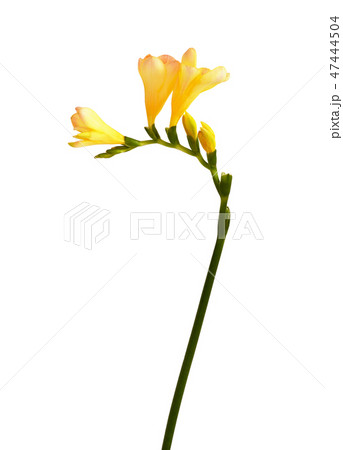Yellow freesia flowers 47444504