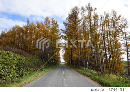 （北海道）　上川郡美瑛町の風景 47444514