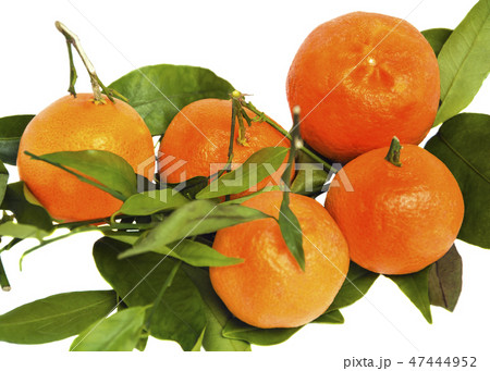 tangerines on a white isolated background 47444952