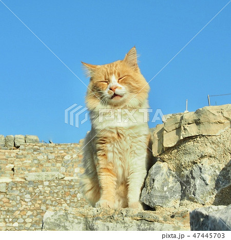 猫 47445703