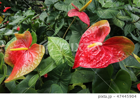 熱帯植物 熱帯植物 47445904