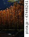 秋陽に輝くカラマツ 47446241