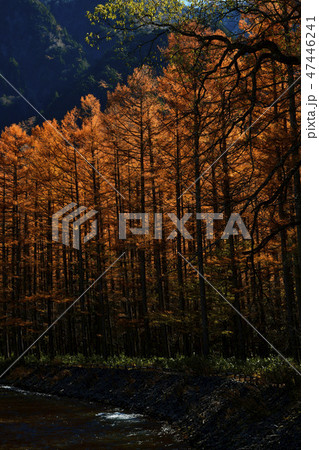 秋陽に輝くカラマツ 47446241