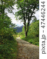 登山道をわさび平へ 47446244