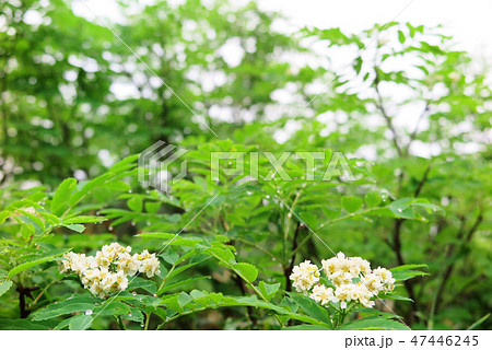 ナナカマド 47446245