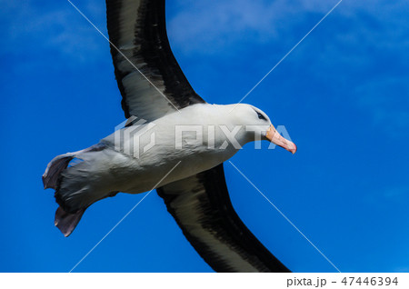 Black-Browed Albatross in Flight 47446394