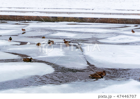 flock of ducks in a freezing channel 47446707